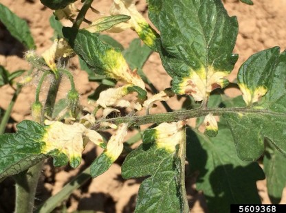 Glyphosate herbicide drift .jpg